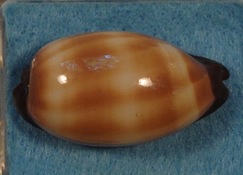 Cypraea talpa 47mm philippines - talpa,
