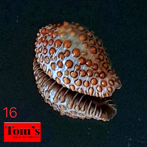 Cypraea jenneria pustulata - jenneria, #16