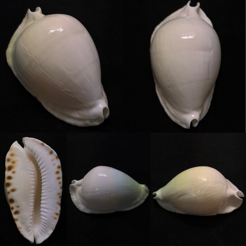 Cypraea zoila marginata - zoila,